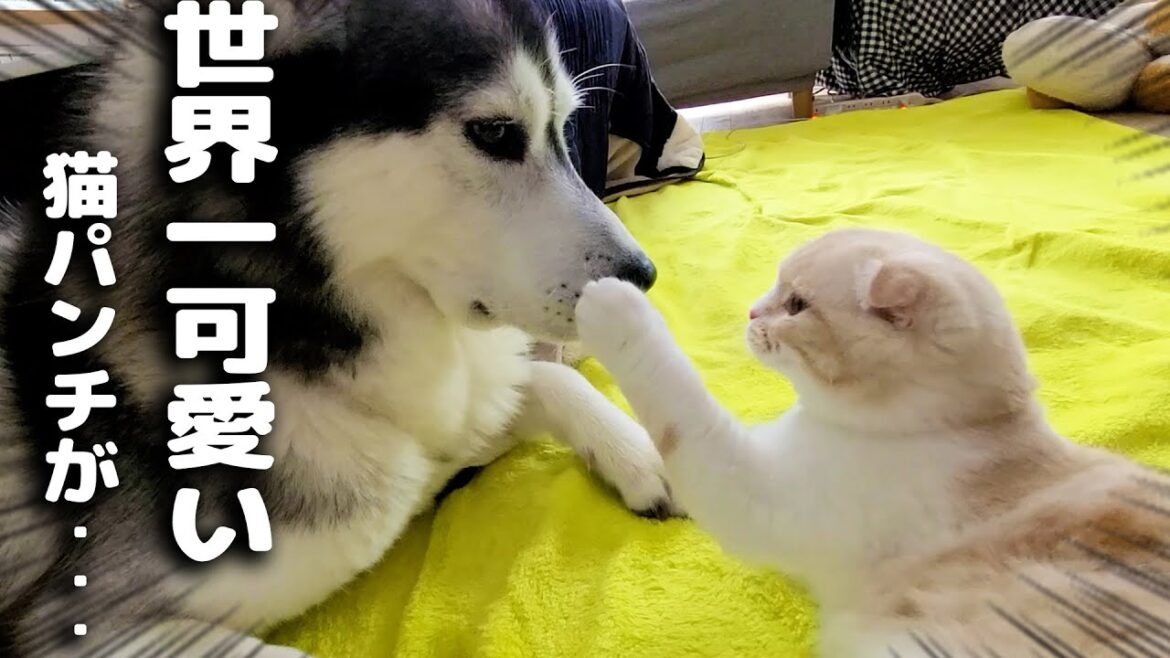 早起きして世界一かわいい猫パンチで犬を起こしたら可愛い現象が...