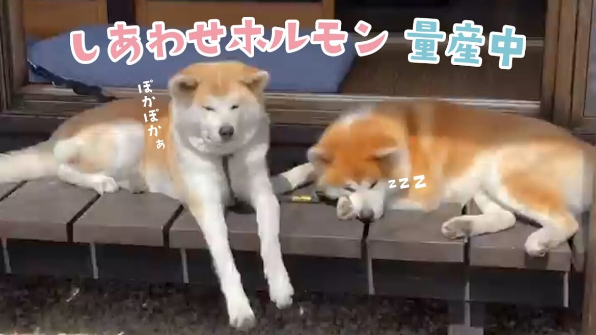 日向ぼっこでお昼寝する秋田犬夫婦｜PECO