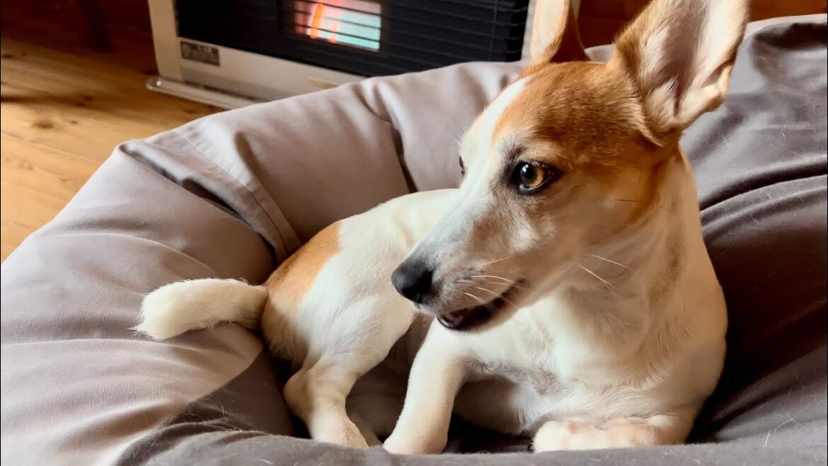 半年ぶりに北国の自宅に戻ったときの犬の嬉しさいっぱいの反応に癒されました