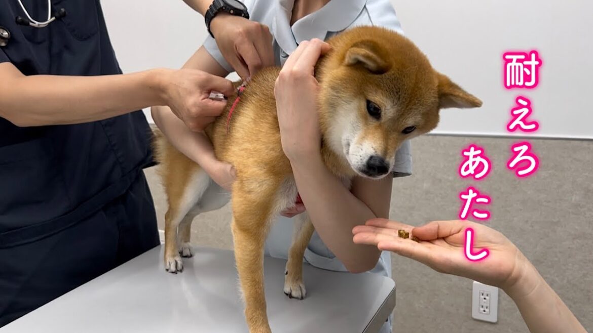 診察台に上がった瞬間腹を括って痛みに耐える柴犬