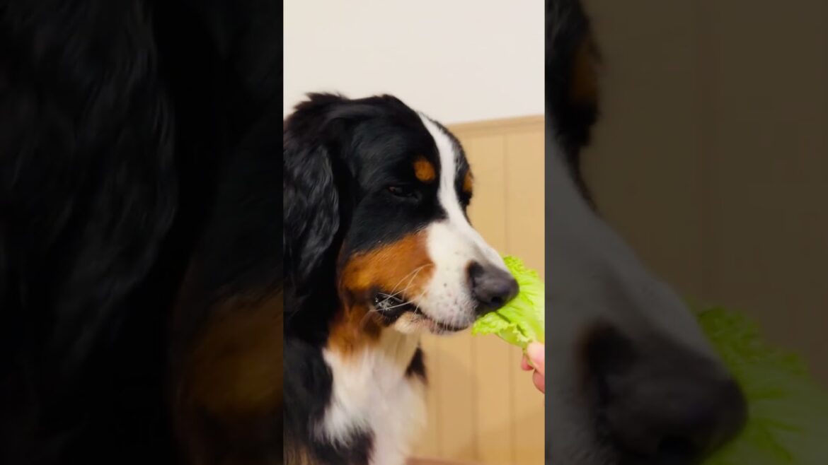 リーフレタスを食べるバーニーズマウンテンドッグ