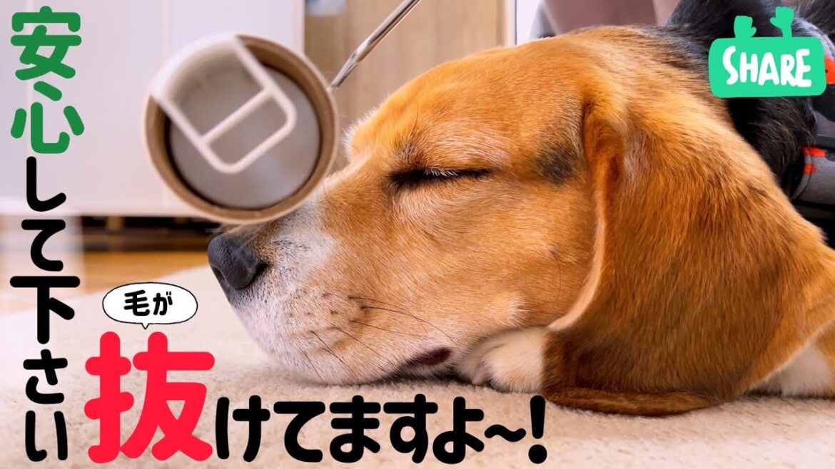 ビーグル犬　粘着お掃除コロコロでスッキリしちゃう！