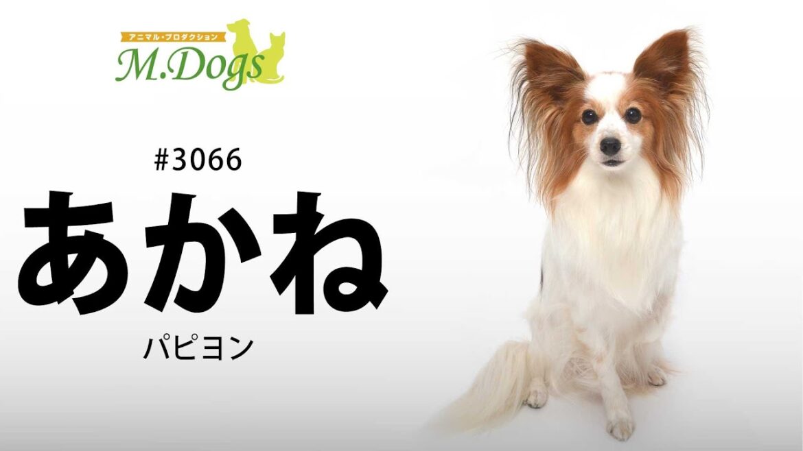 ペットモデル #3066 パピヨン「あかね」