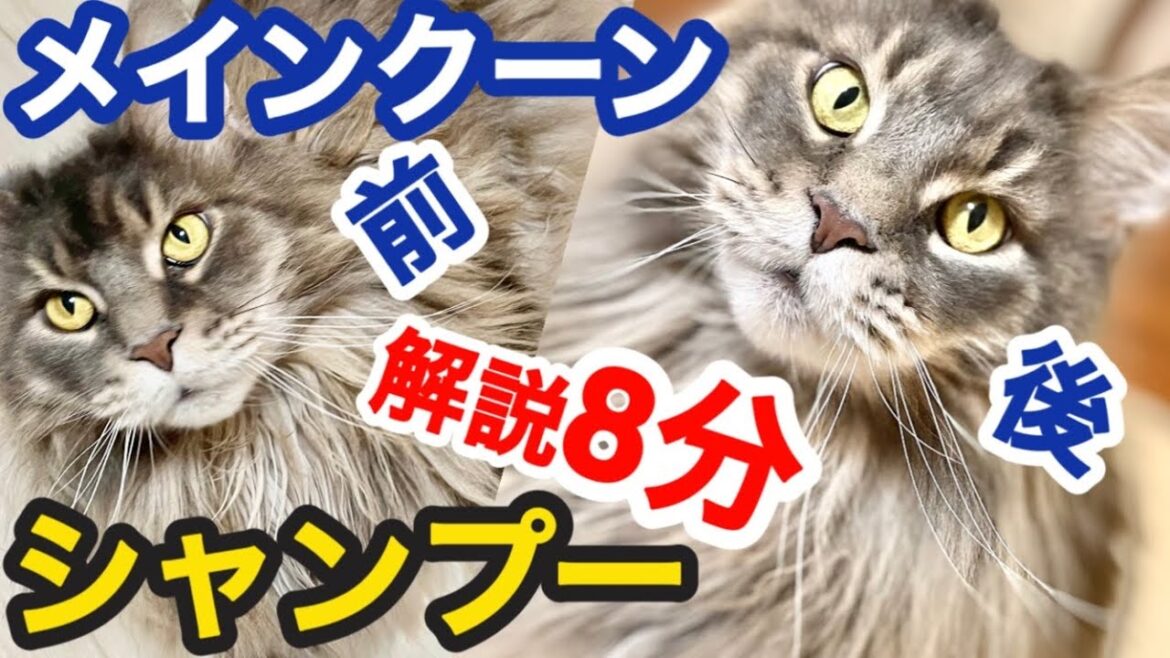 【メインクーン】長毛種のシャンプーを解説します。かなり結構大変です。
