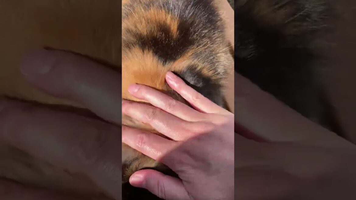 【今日のシャムちゃん 078】ものすごい勢いでやってきた三毛猫
