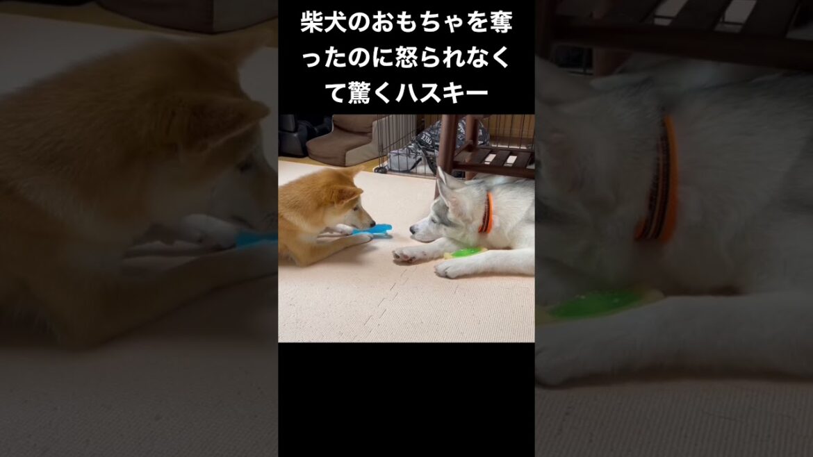 柴犬のおもちゃを奪ったのに怒られなくてキョトンとするシベリアンハスキーの子犬 #shorts