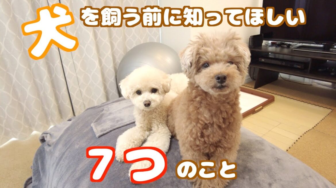 犬を飼う前に知って欲しい7つの事〜わんちゃんのケアについて〜