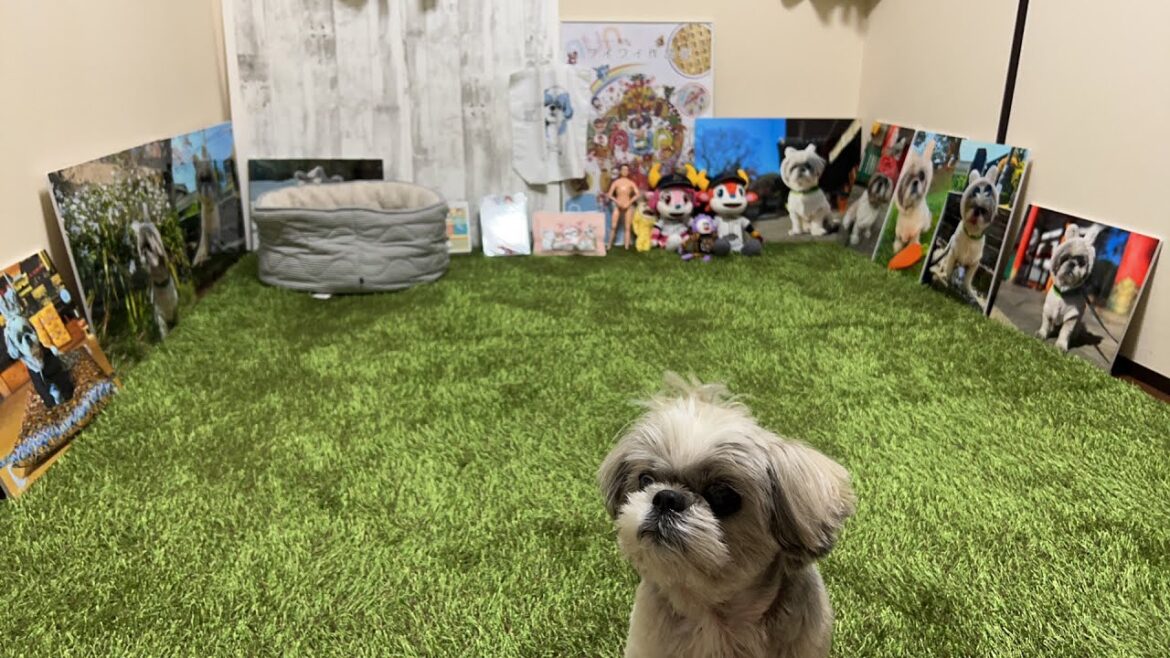 シーズーてんぽ金曜ライブ1回目