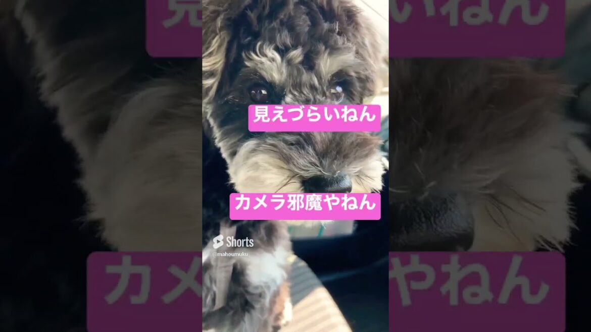 ￼￼ドッグランは最高！ #ミニチュアシュナウザー #dog #子犬 #puppy #赤ちゃん #cute #子犬の成長記録 #pet #パピー #cutedog