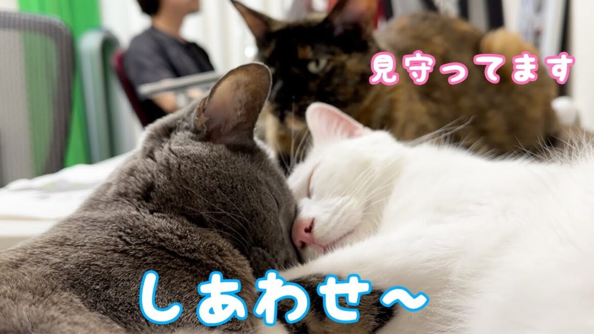 チロハムが腕枕で仲良く寝てるのを見守るモモっち！