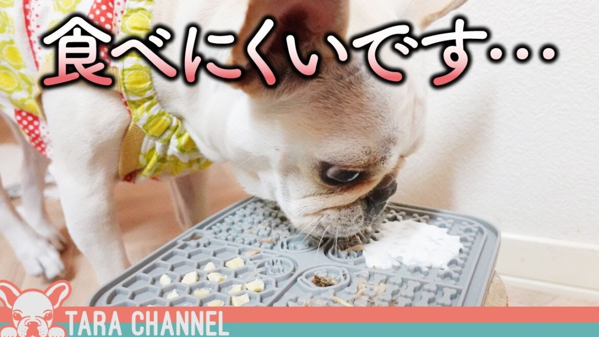 爆速食い犬が早食い防止皿に挑んでみたら…大変な事態になりました【フレンチブルドッグ】 爆速食い犬が早食い防止皿に挑んでみたら...大変な事態になりました【フレンチブルドッグ】