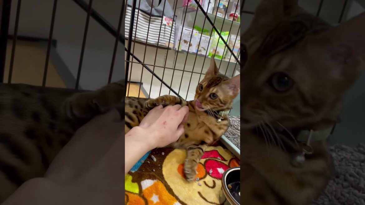 ゴロゴロ喉を鳴らさしながらお腹を出してくるベンガルちゃん🐱　中野店