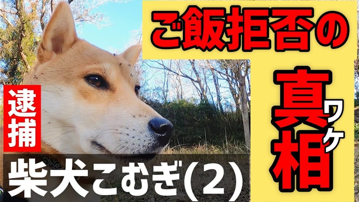 柴犬こむぎがご飯を食べない理由が発覚した【NEWS48】不思議な山で育つ物語　shiba inu  comugi growing up in the beautiful nature of Japan