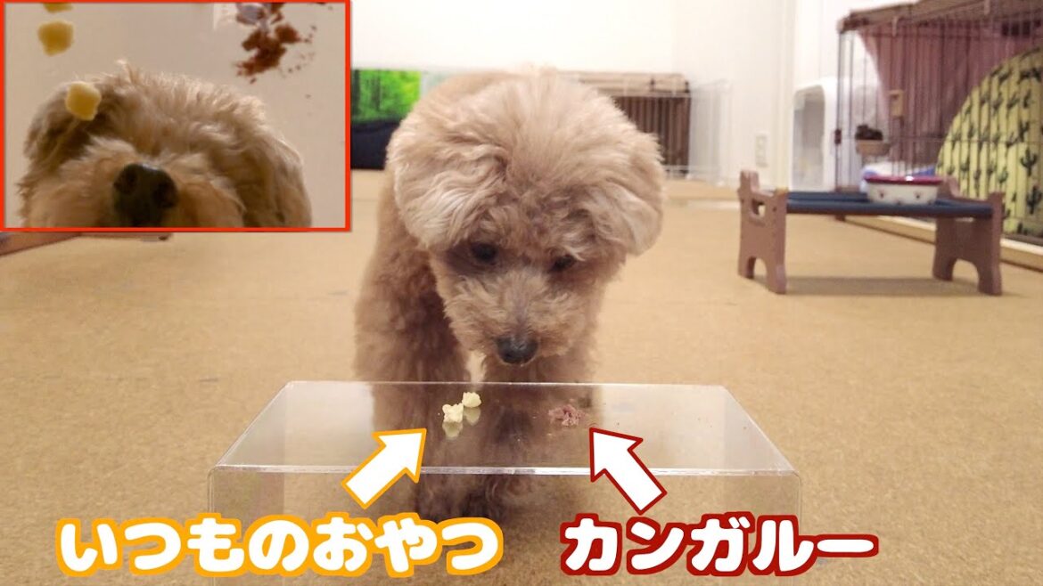 愛犬に何のおやつが一番好きなのか選んでもらったら…