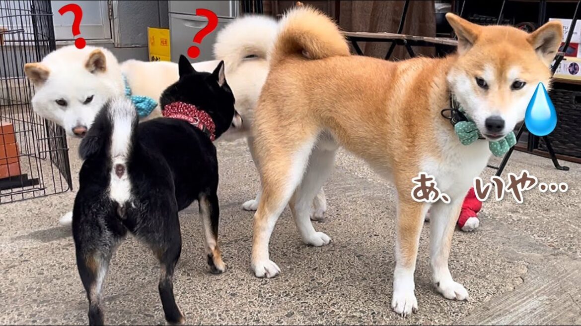 勢い余っておならが出てしまいこの始末な柴犬が可愛いw