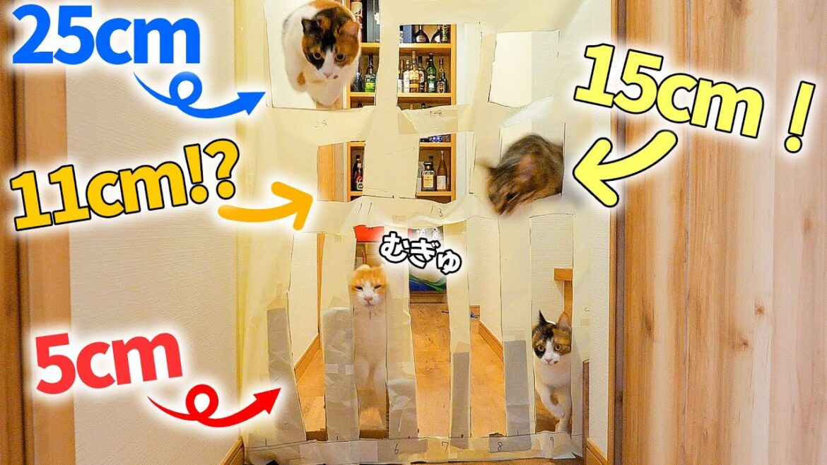 猫がどこまで小さな隙間を通ることができるか実験してみたら…！！