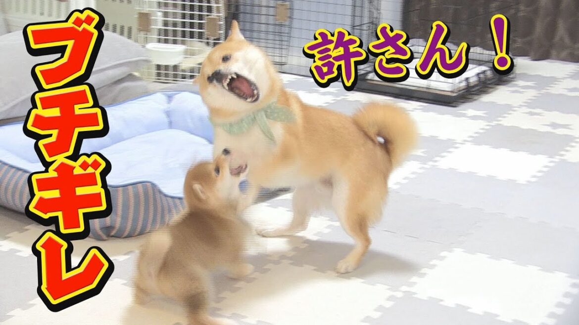 柴犬のケンカを止めずに見守ったら感動した♪ 柴犬のケンカを止めずに見守ったら感動した♪