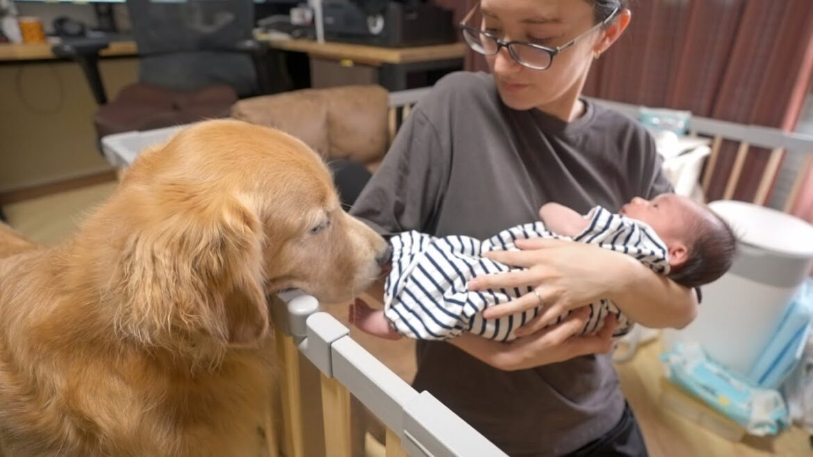 赤ちゃんとの距離間をゆっくり探っていく愛犬