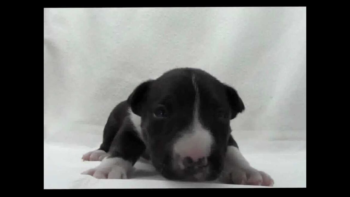 ミニチュアブルテリアの子犬07