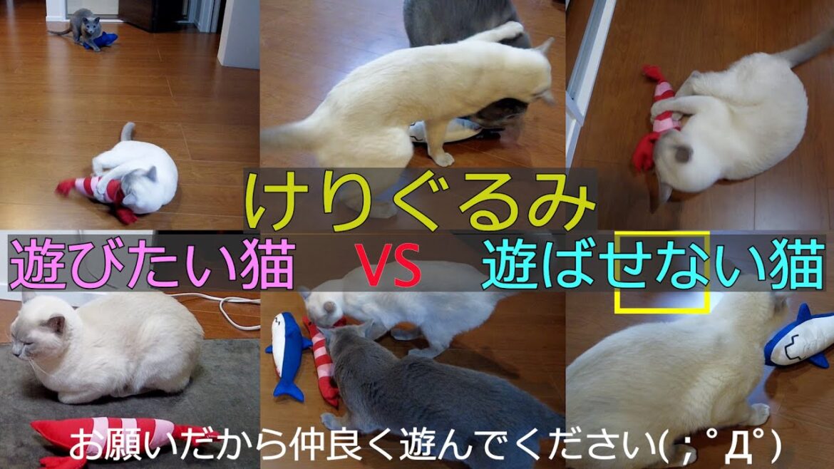 【前回の続き】【ロシアンブルー×トンキニーズ】なぜこうなるんだ・・・（＃96）