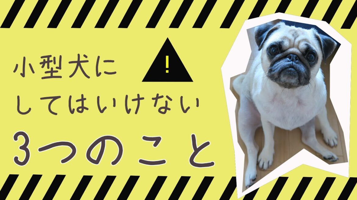 【ソレダメ】パグ（小型犬）にしてはいけない3つのこと！【パグ犬にこぱん】The 3 things what you must not do for your doggy