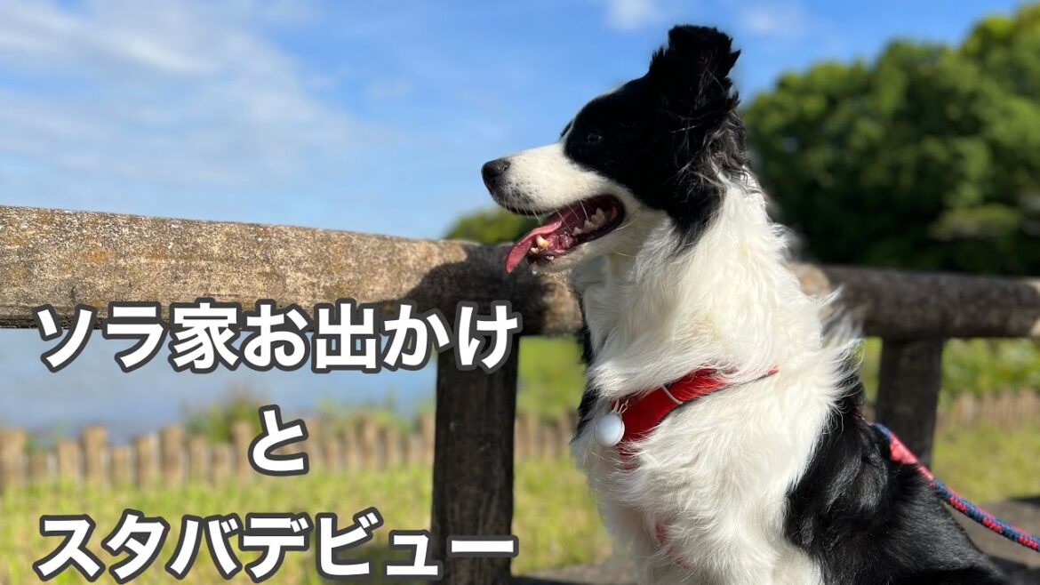 ソラ家GWのお出かけ｜スタバデビュー #ボーダーコリー #bordercollie