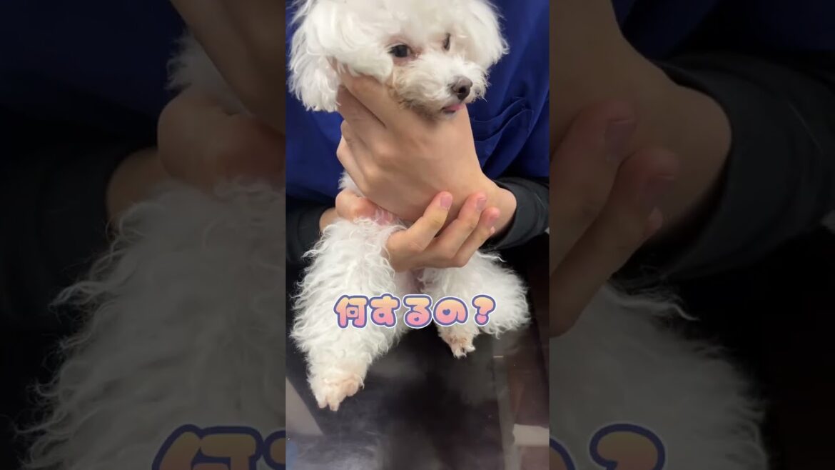 チョコレートを誤食したトイプードルが動物病院にやってきた！