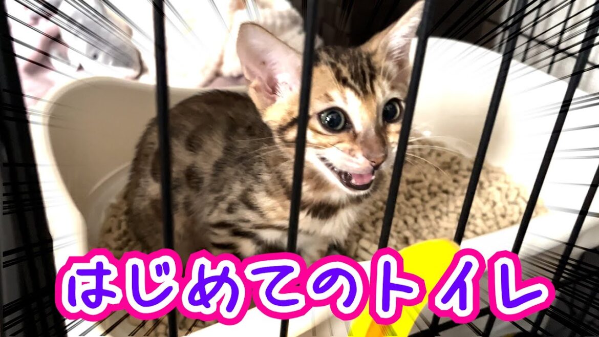 【子猫】りんちゃんはじめてのトイレ【ベンガル猫】