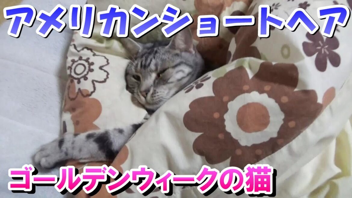 ゴールデンウィークらしい猫（アメリカンショートヘア）３歳の猫巻きの様子
