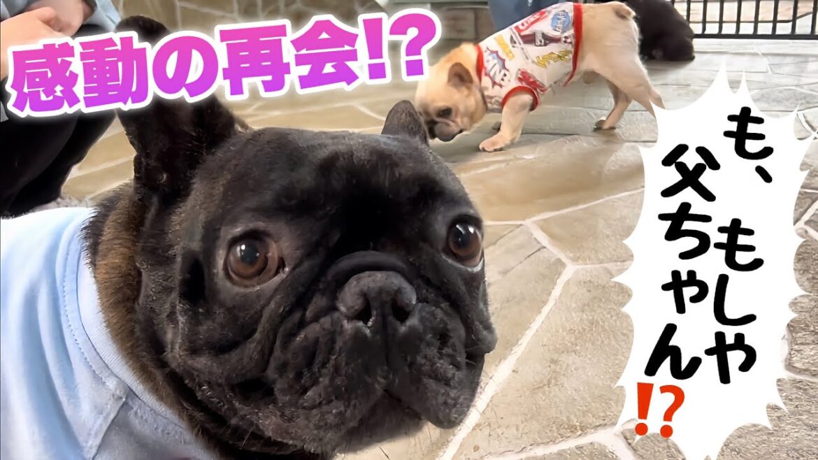 【感動の再会】果たして父犬と感動の再会は出来たのか！？奇跡の再会まで9分前！