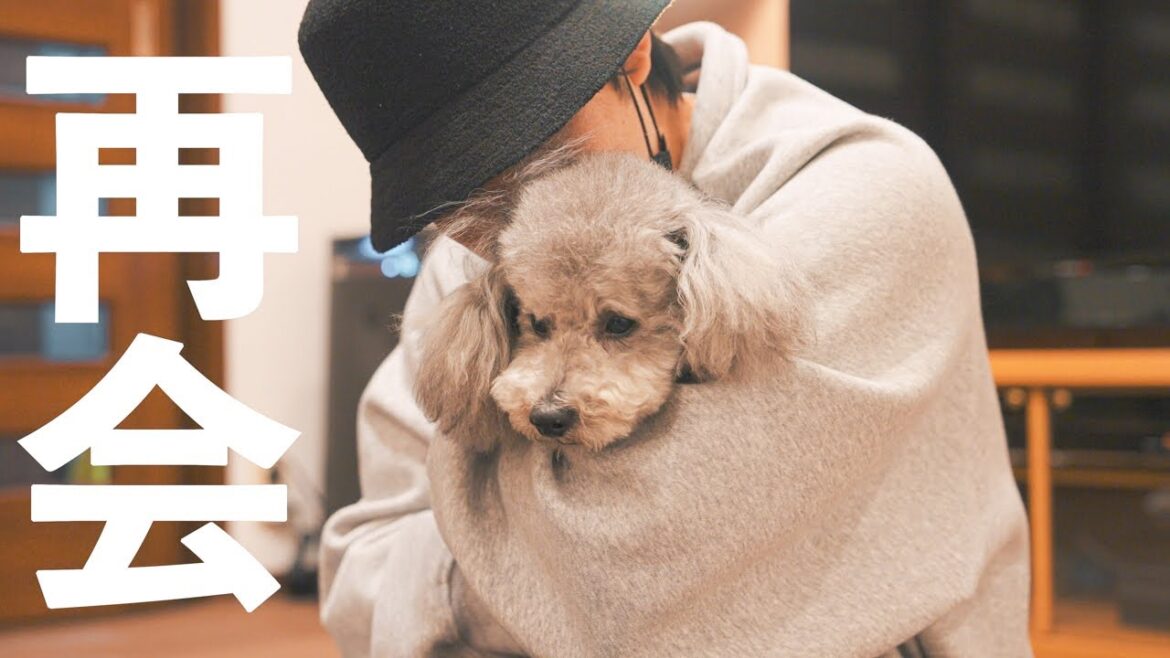🐶【感動】10日ぶりに飼い主と再会した愛犬の反応が愛おしすぎた、、、