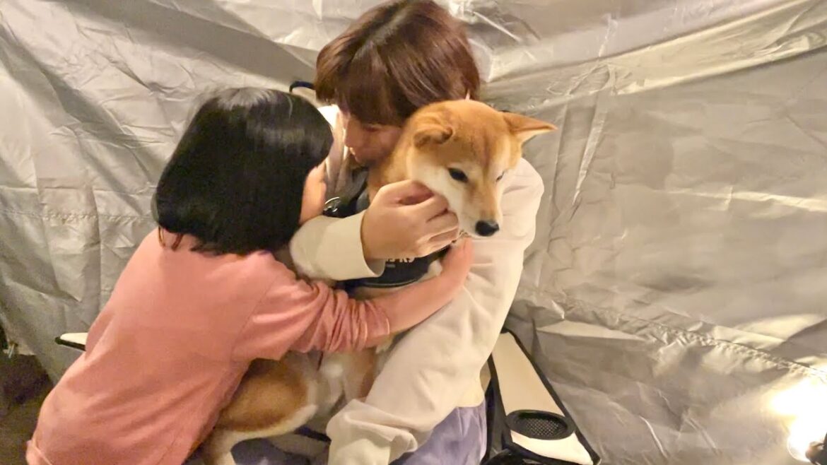 車中泊キャンプでホームシックになってしまい、女性陣から励まされる柴犬