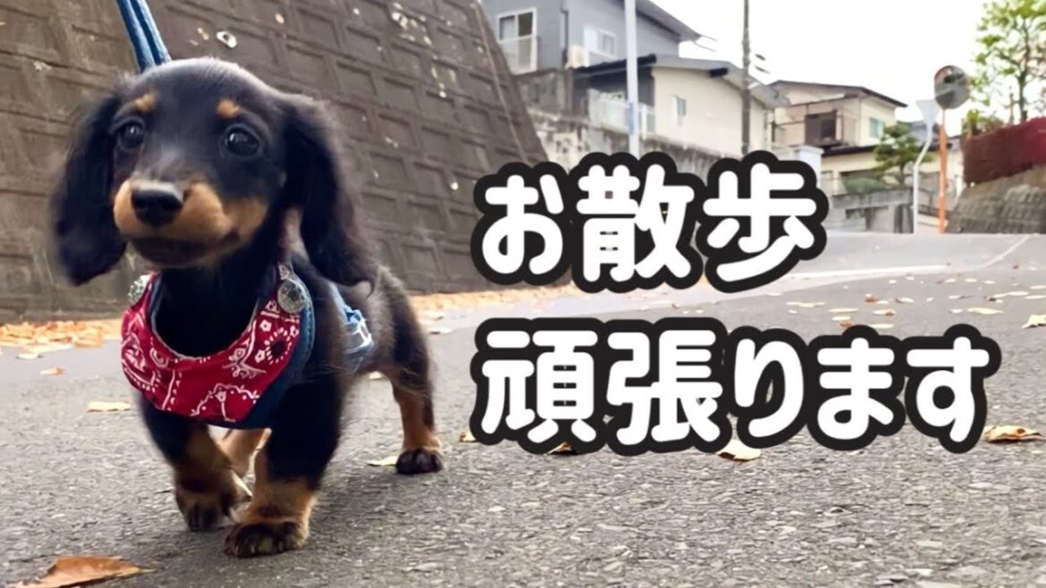 初めてのお散歩したよ【ミニチュアダックスフンド】