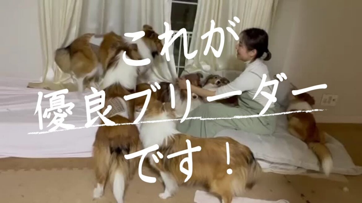 優良ブリーダーの日常と犬への思い【シェットランド・シープ（シェルティー）/トイプードル（タイニー・ティーカップ）前田奈緒ブリーダー】