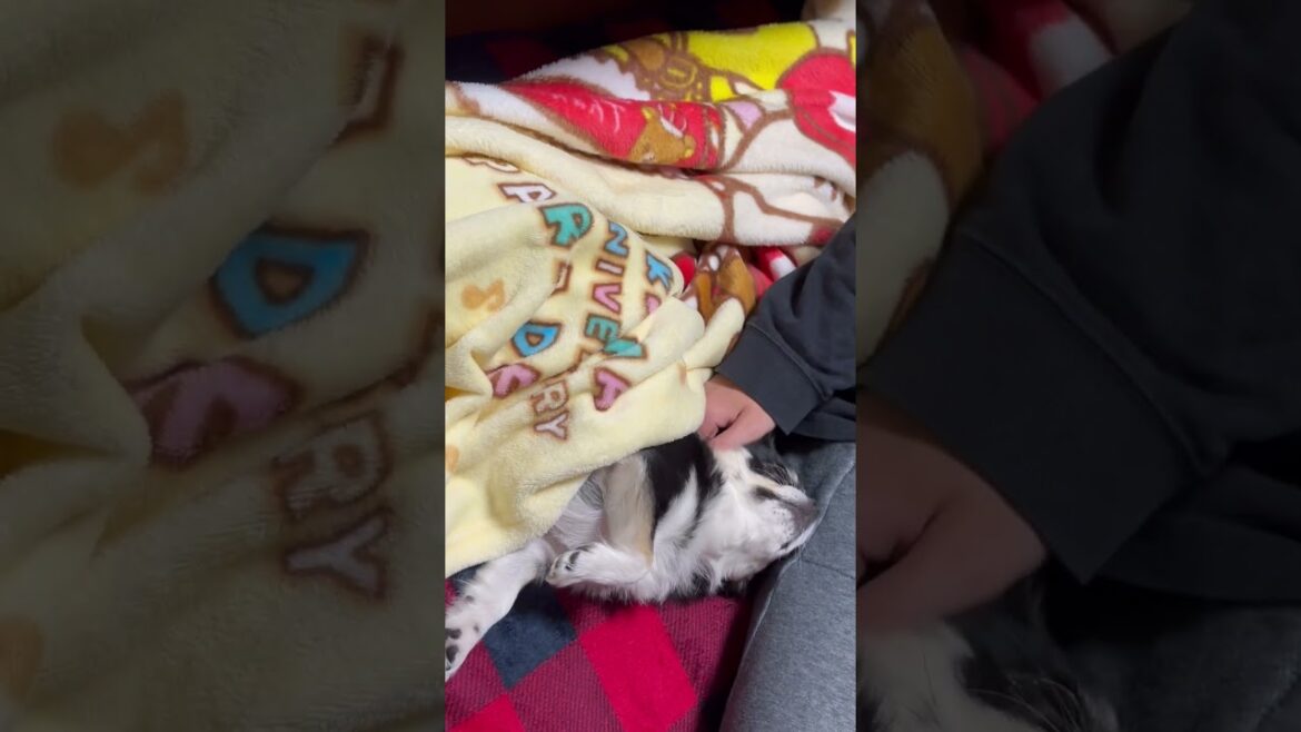 寝かしつけられるチワワ #chihuahua #チワワ #ペット #可愛い #ロングコートチワワ