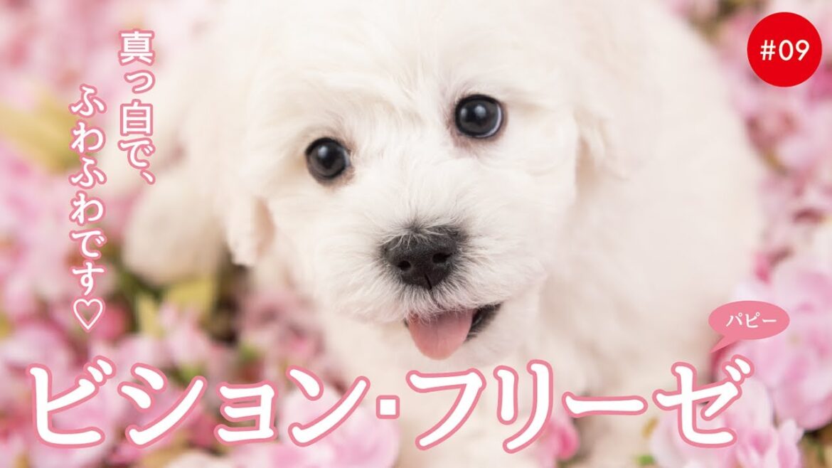 かわいいビションフリーゼの子犬たち #09 Bichon Frise