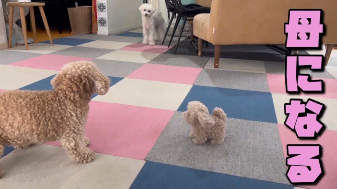 突然 母性に目覚めた犬はこうなります