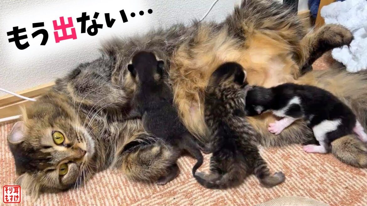 吸われすぎて干物みたいになってたママが本気で子育てした結果ｗ