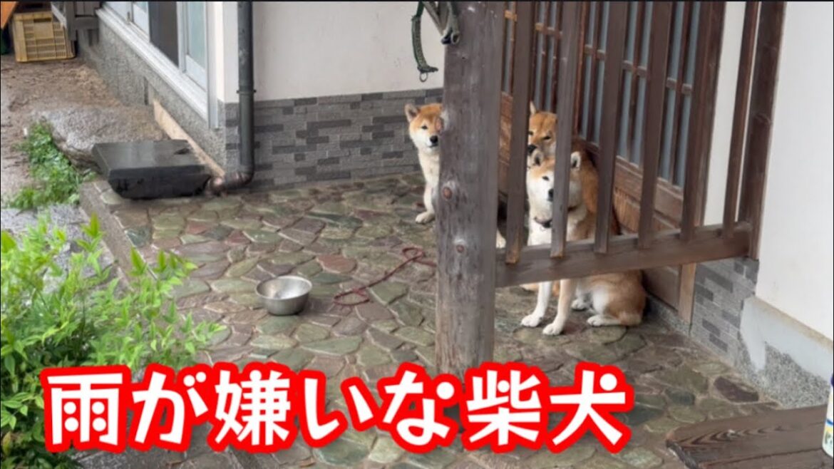 柴犬降って柴犬困る！