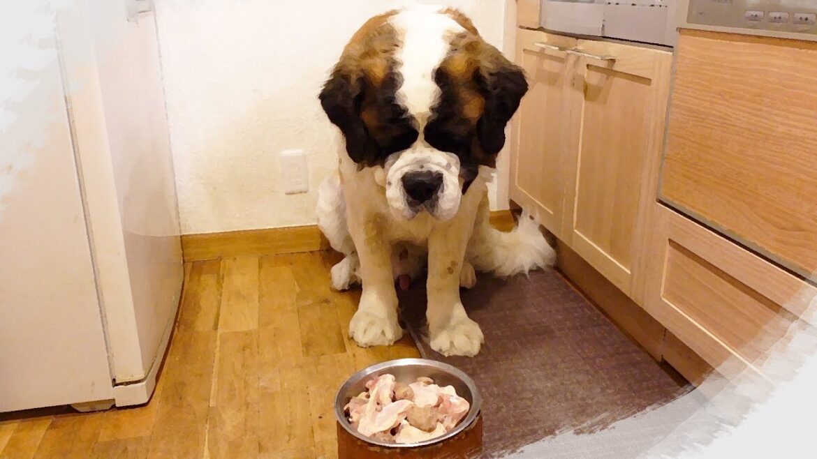 【１０日ぶりの休みの日】平凡なセントバーナードの日記[First day off in 10 days] Diary of an ordinary St. Bernard.