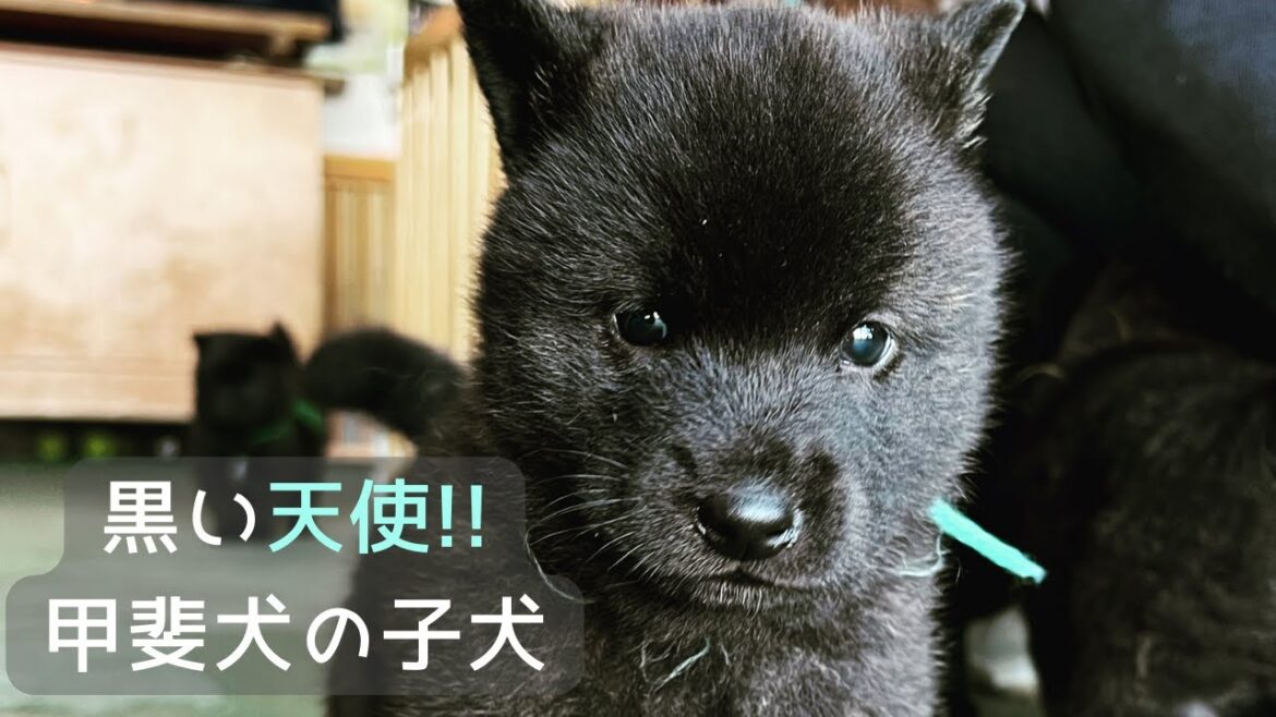 【甲斐犬】甲斐犬の子犬を見学に行きました！まるで天使！