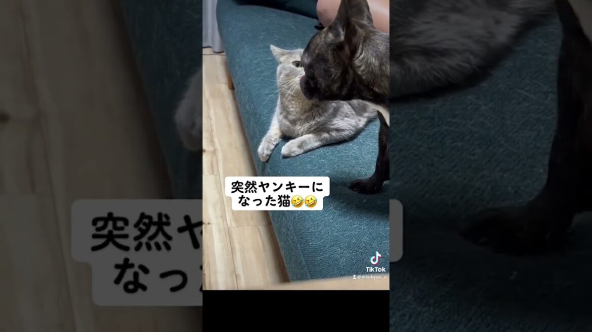 【スコティッシュフォールド桃太郎】ブレイキングダウン