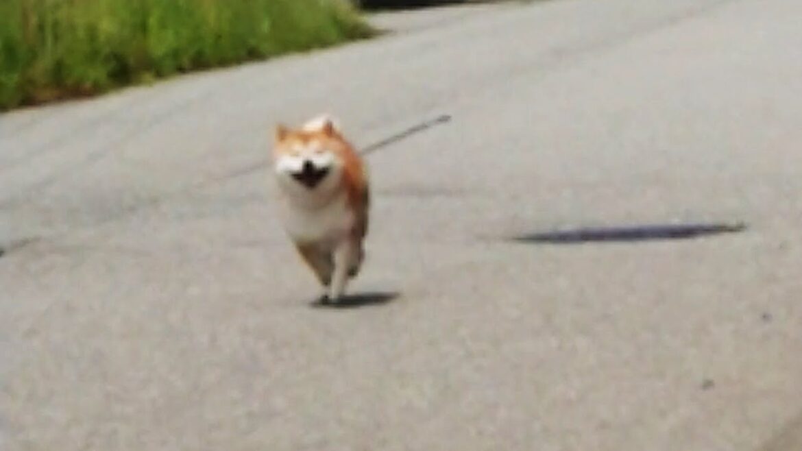遠くから飼い主を見つけて走ってくる柴犬