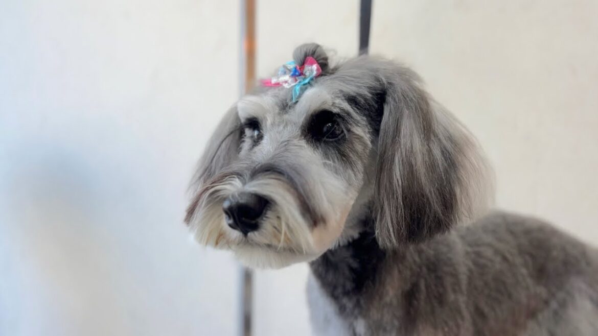 とっても落ち着いているパピーのミニチュアシュナウザーのトリミング✂︎（puaちゃん）