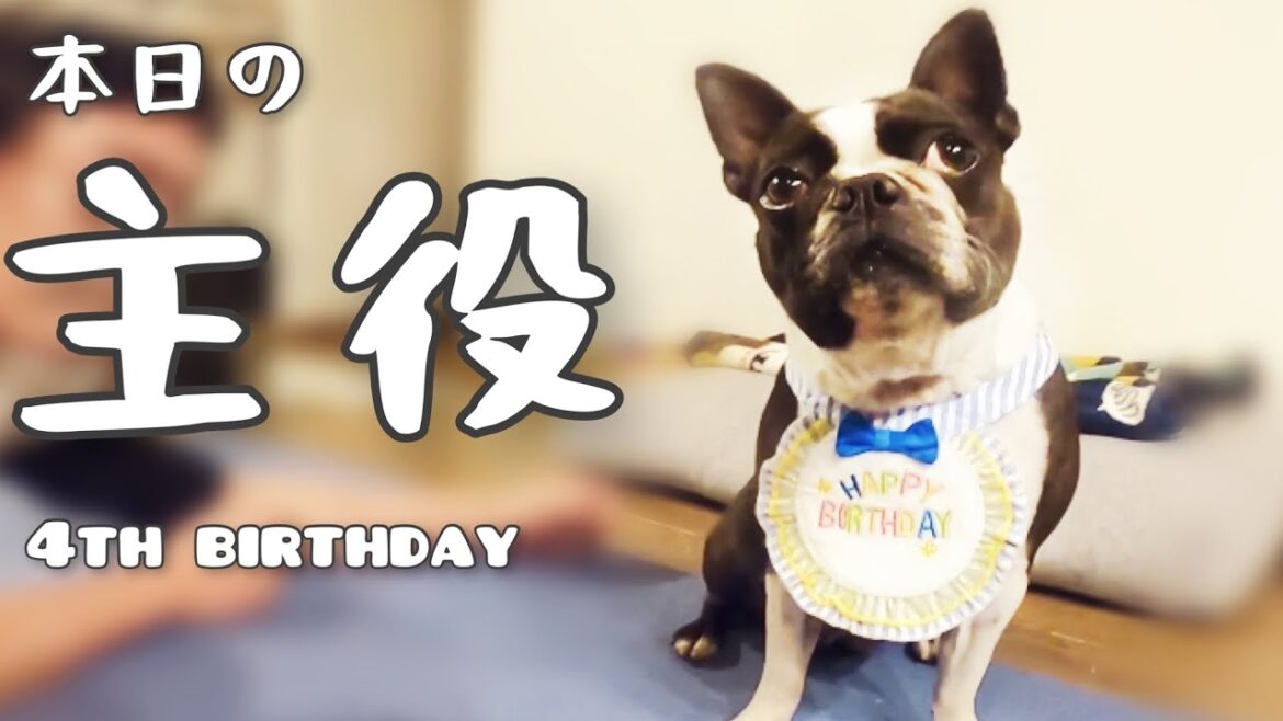 ボストンテリアきいろの誕生日🎵4歳になりました！