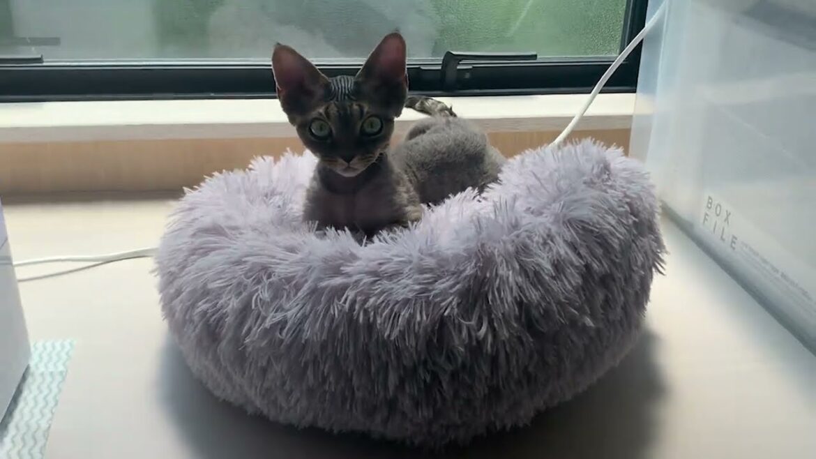 ドーナツベッドに気持ち良さそうに寝転がるデボンレックス子猫です(Devon Rex kitten feels comfortable in a donut-shaped bed)