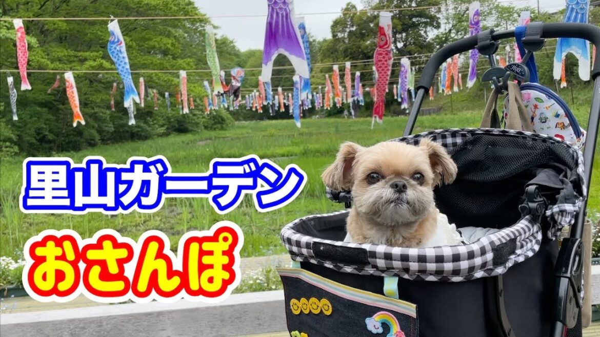 ガーデン散歩 愛犬が行きたい場所はやっぱり… チワワ×シーズー