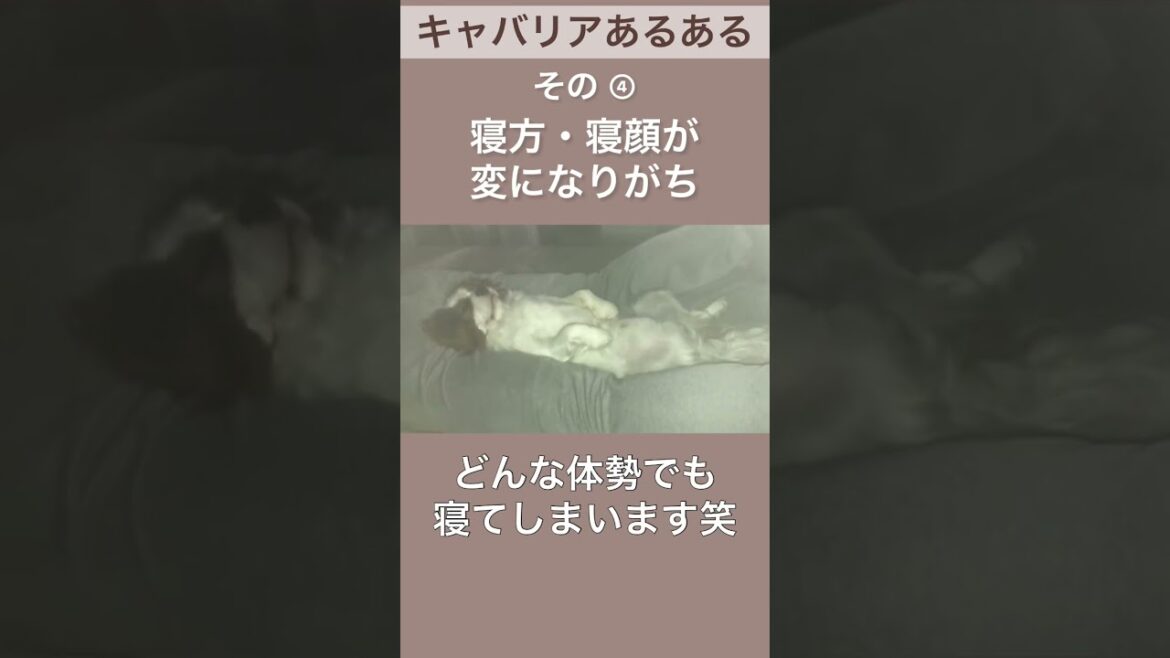 【キャバリア】あるある・特徴その④ #shorts