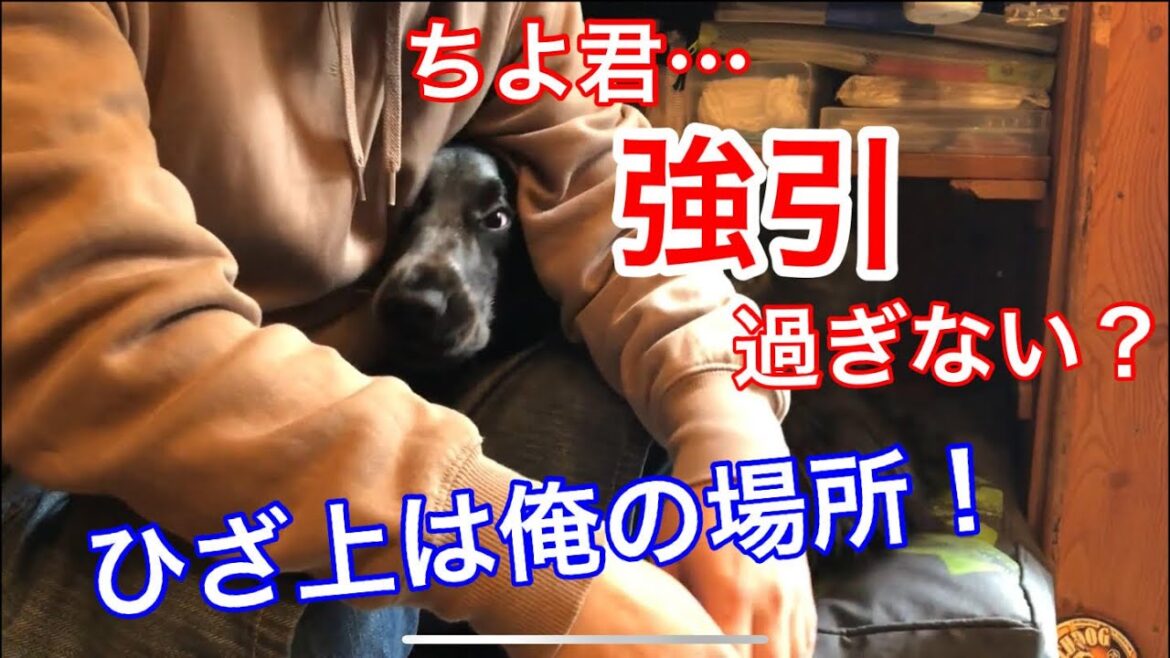 【ショート動画】とっても強引なイングリッシュ コッカースパニエル【ちよ君】