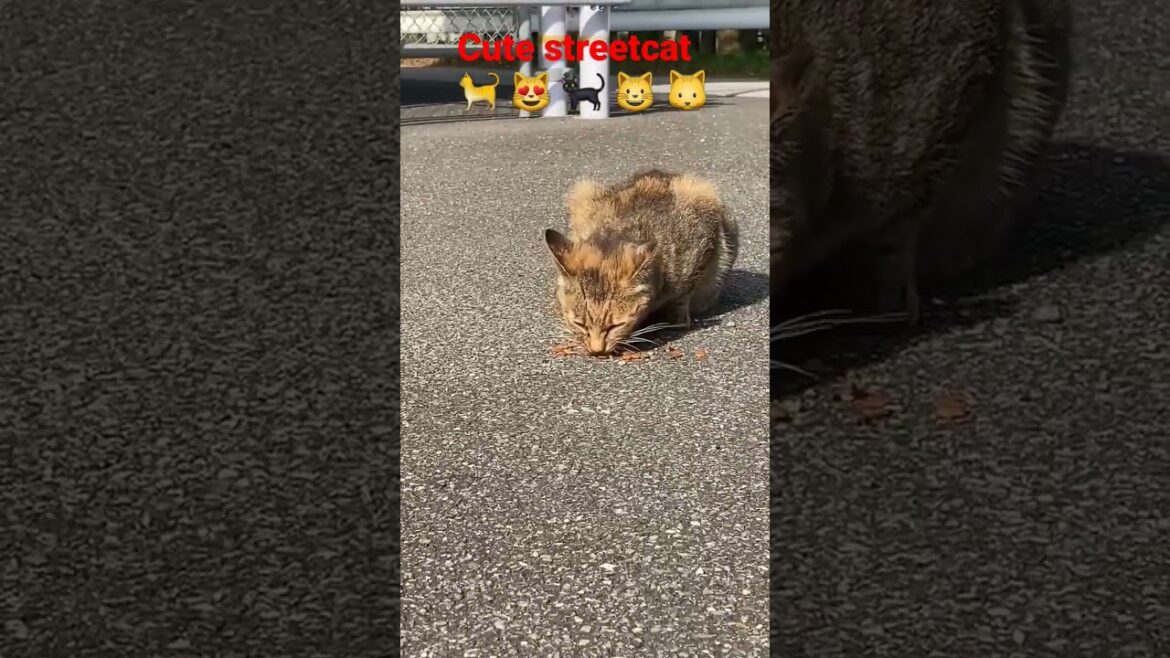 feeding cute streetcats in kochi Shi,japan Part-8 #日本 #猫 #地域猫 #ねこ動画 #かわいい猫 #shorts #india #cat #cats